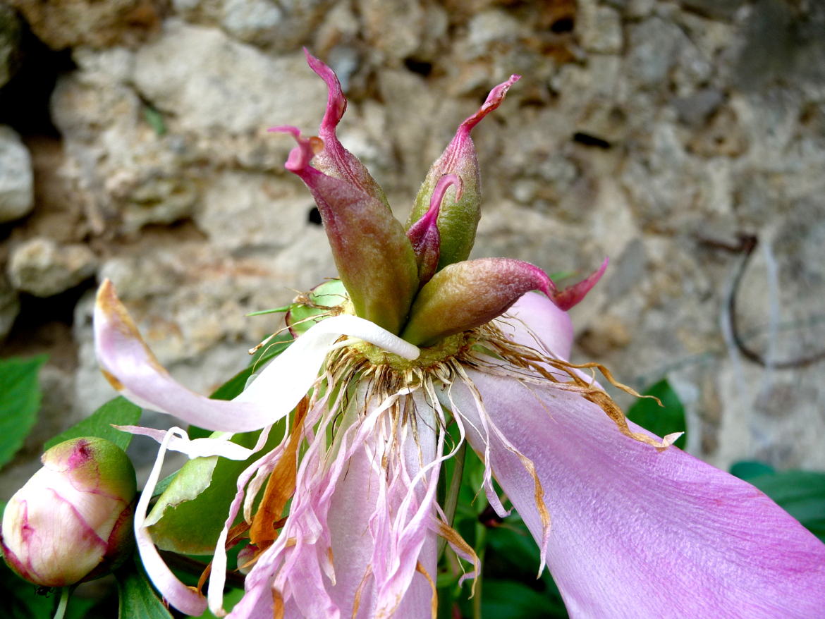 succession assurée pivoine blanche