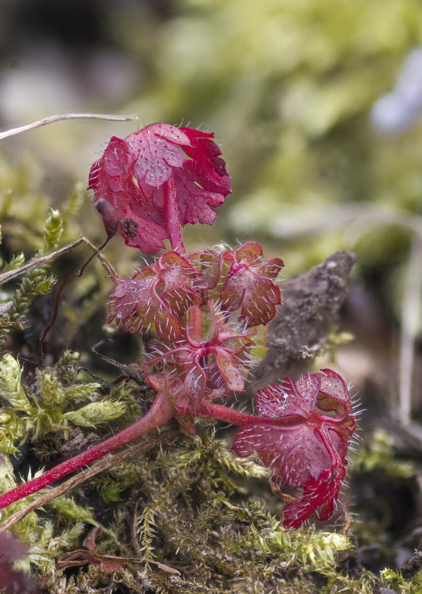 Drôle de plantes ???