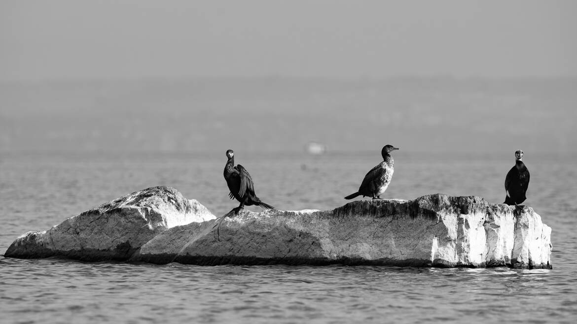 Trio de cormorans