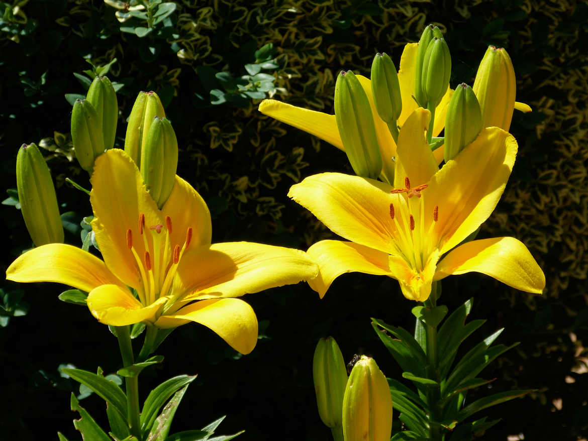 Fleurs Jaunes