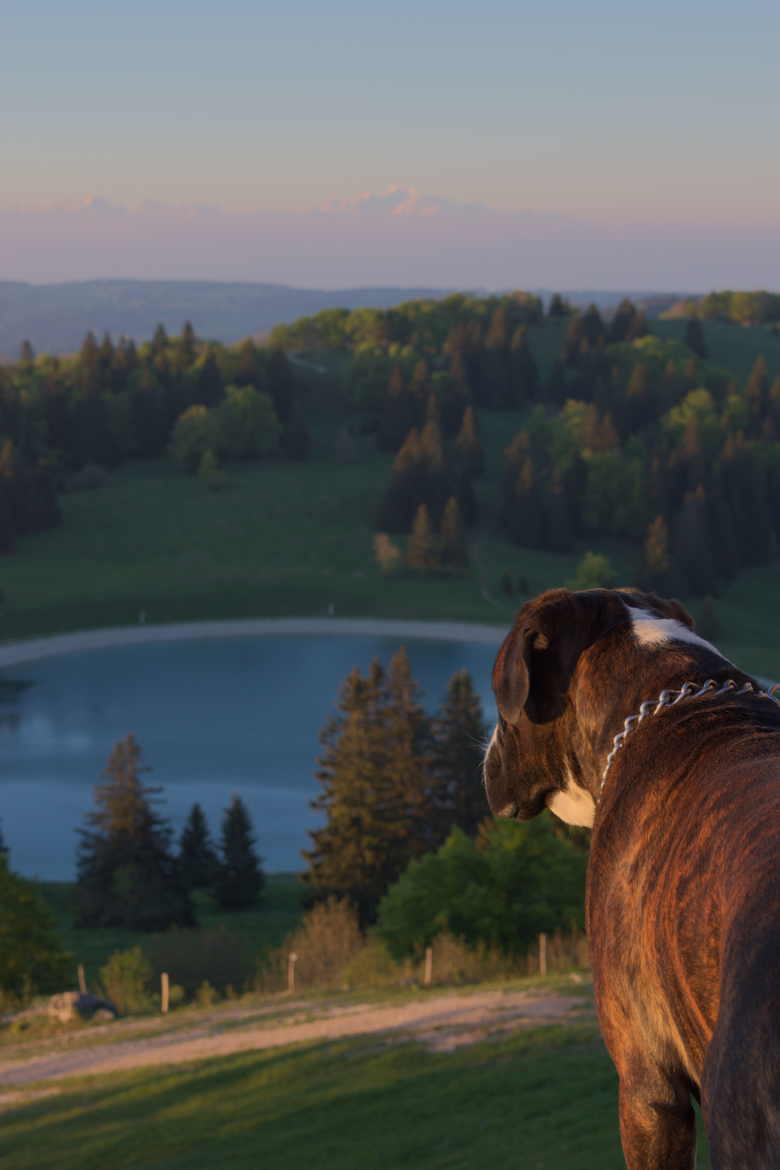 même les chiens sont contemplatifs !!