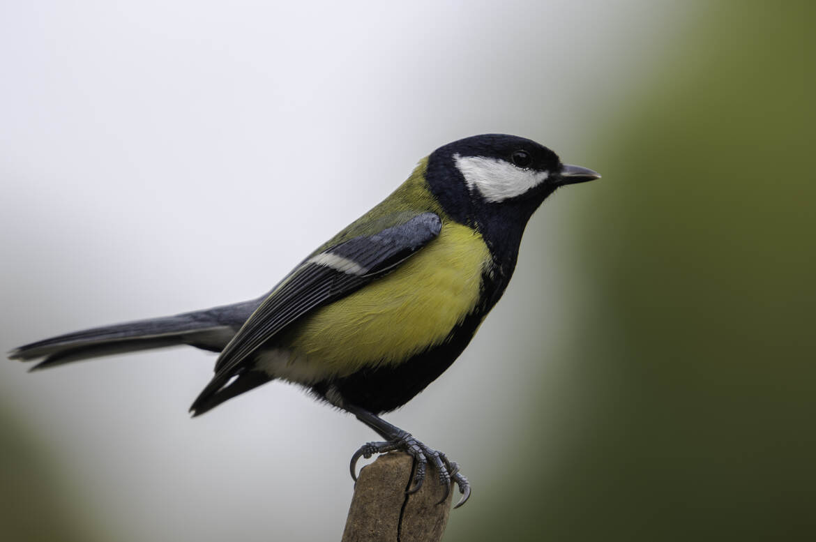 Monsieur la mésange..