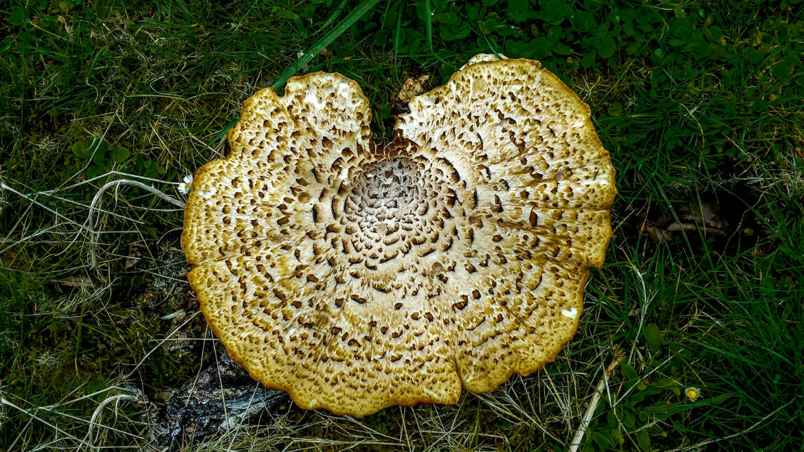 Le beau champignon !