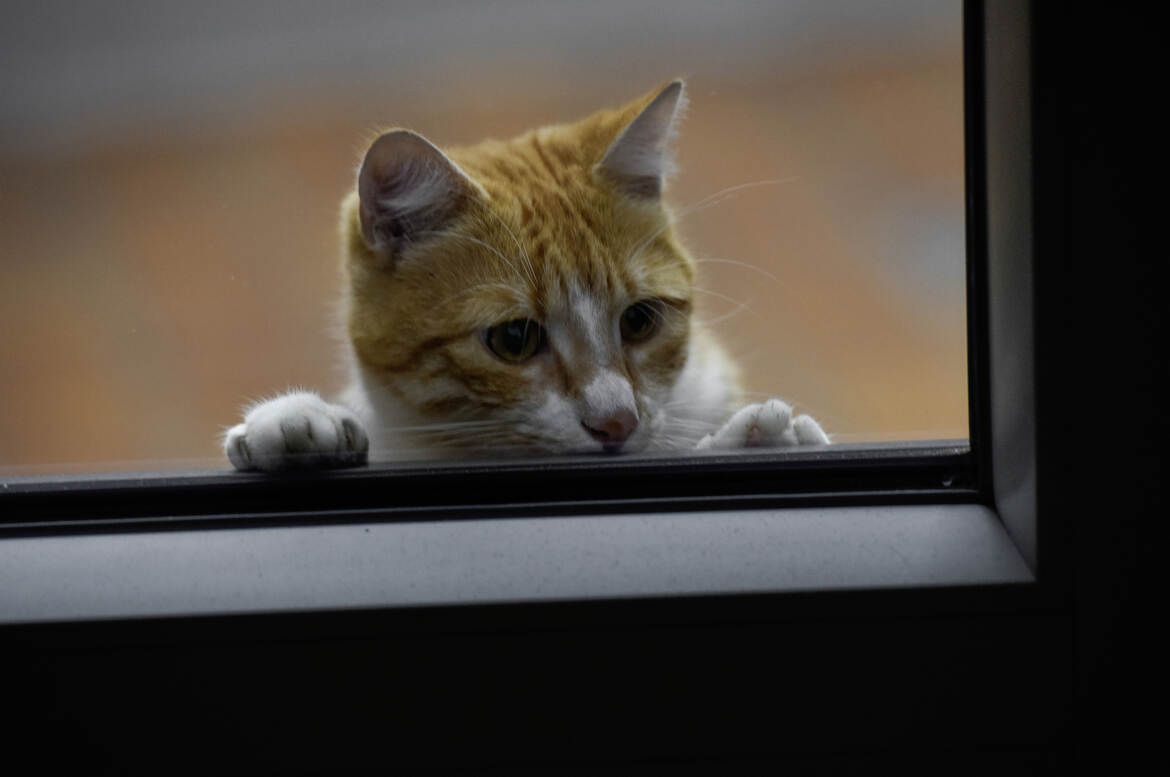 fotoduelo Octobre 2025 - Animaux