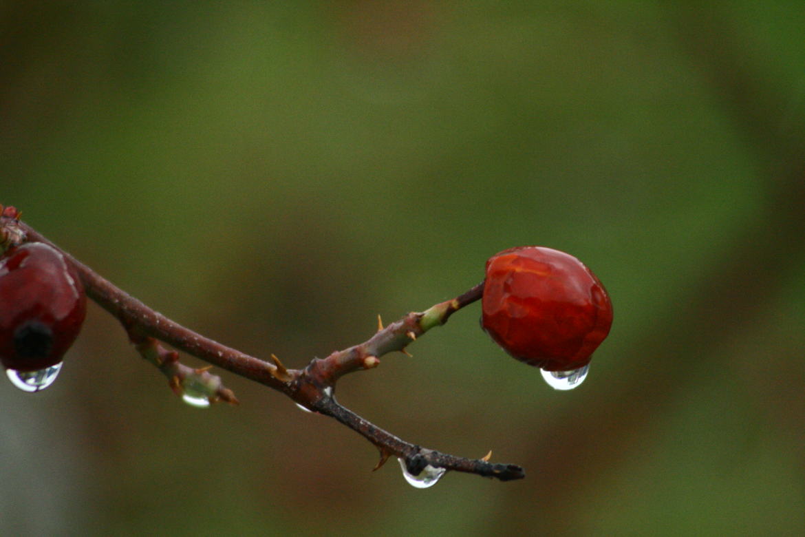 la rosée du matin