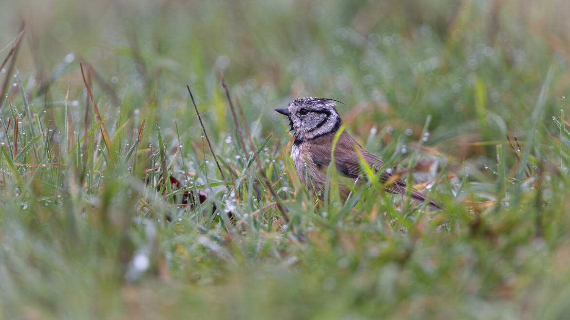 Dans la rosée du matin