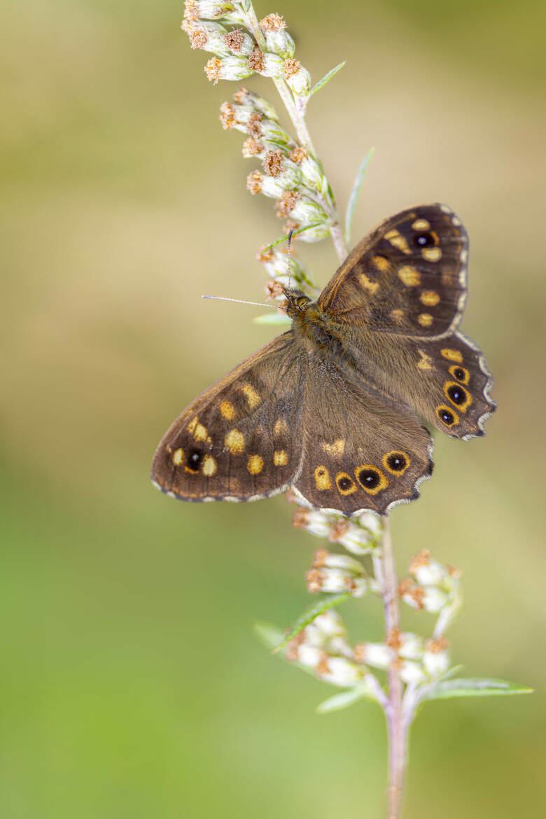 Le Tircis (Pararge aegeria)