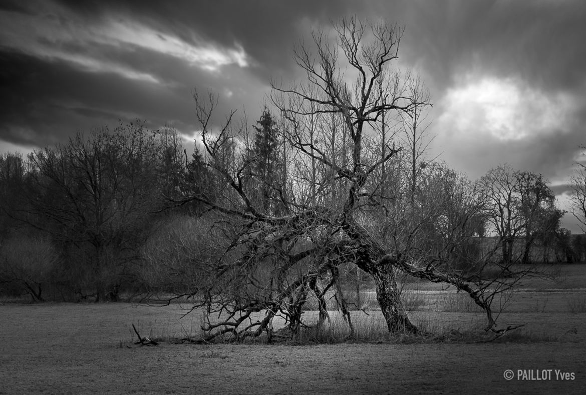 Ho belle arbre de saison