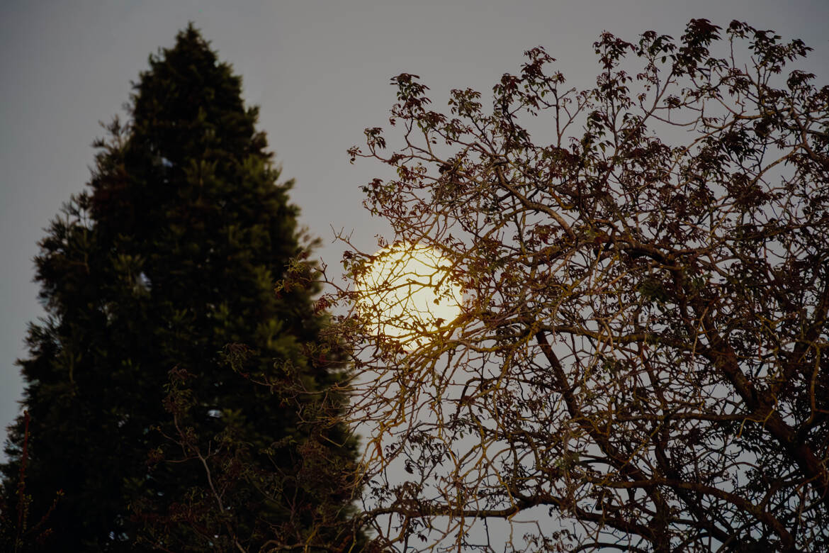 Lanterne naturelle..