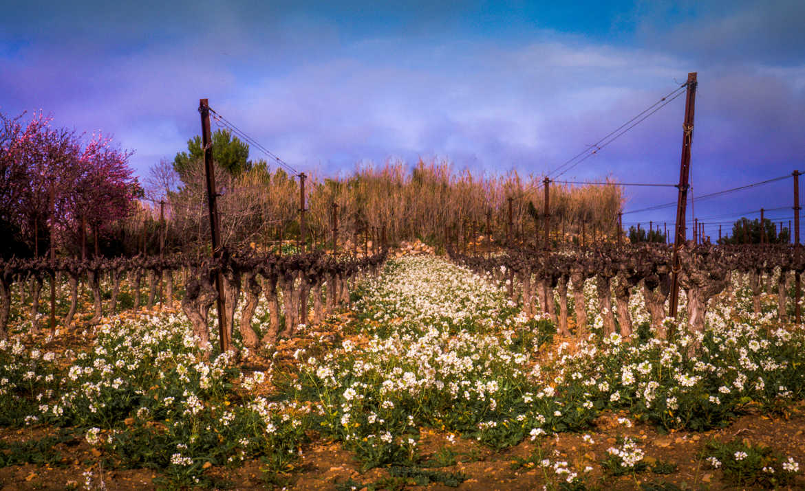 Vigne sur les hauts de Leucate