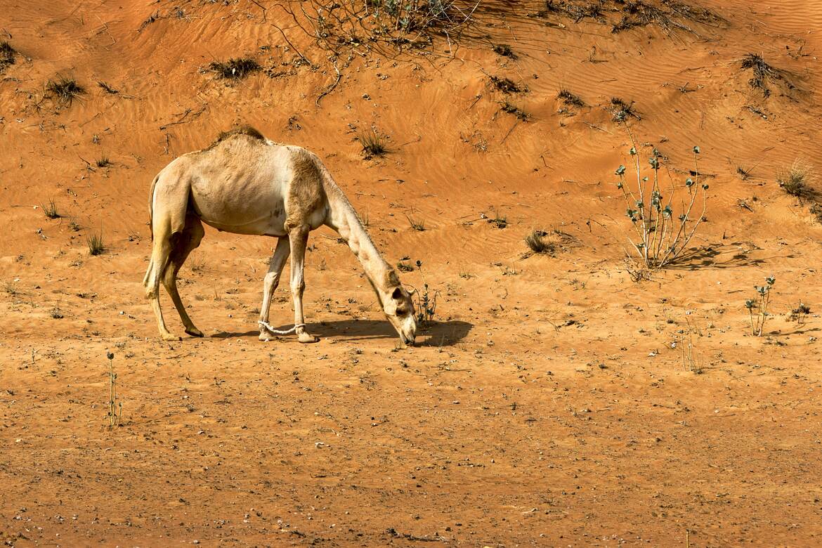Cherche nourriture !
