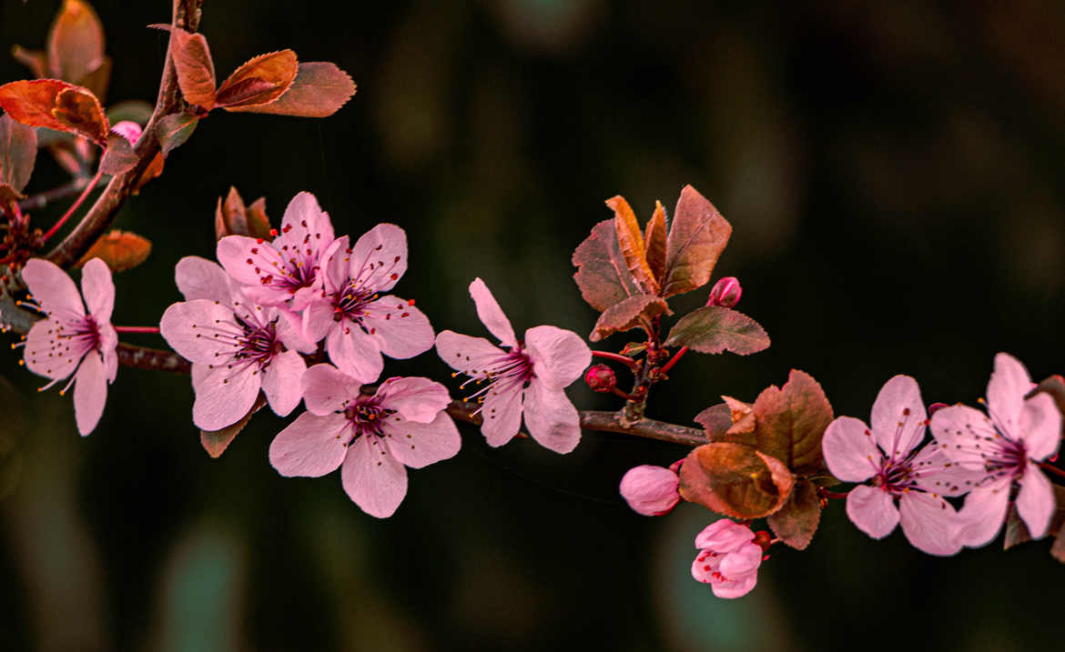 marque-pages printemps