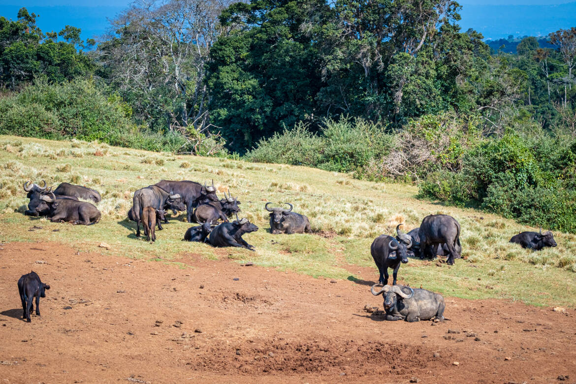 Farniente chez les buffles