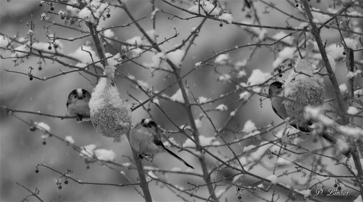 mésanges en n/b.