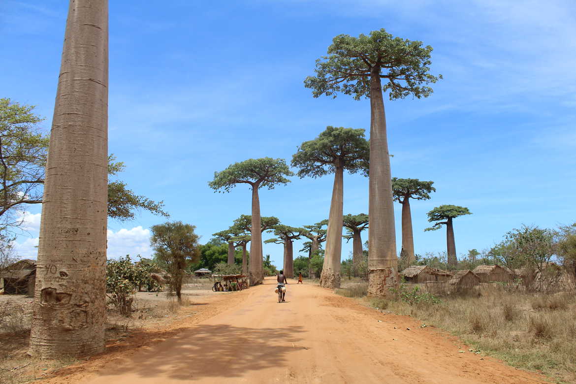 Allée des Baobabs.