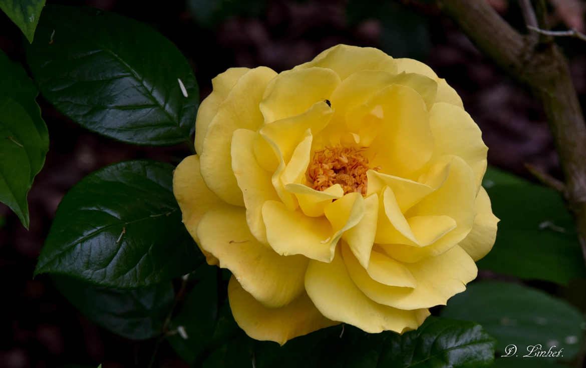 Jaune rose