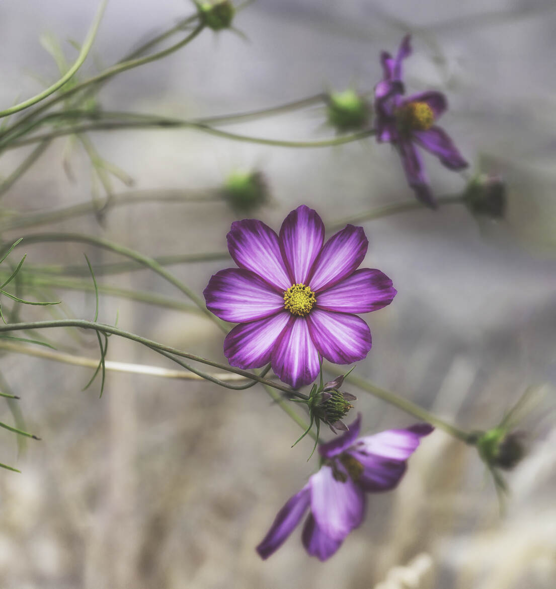 Cosmos d'automne