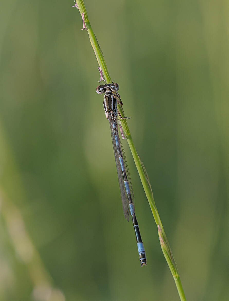 Agrion de Mercure