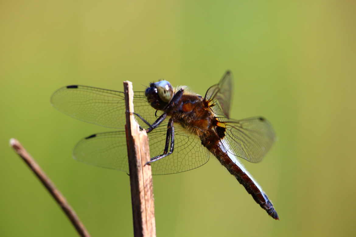 Odonata