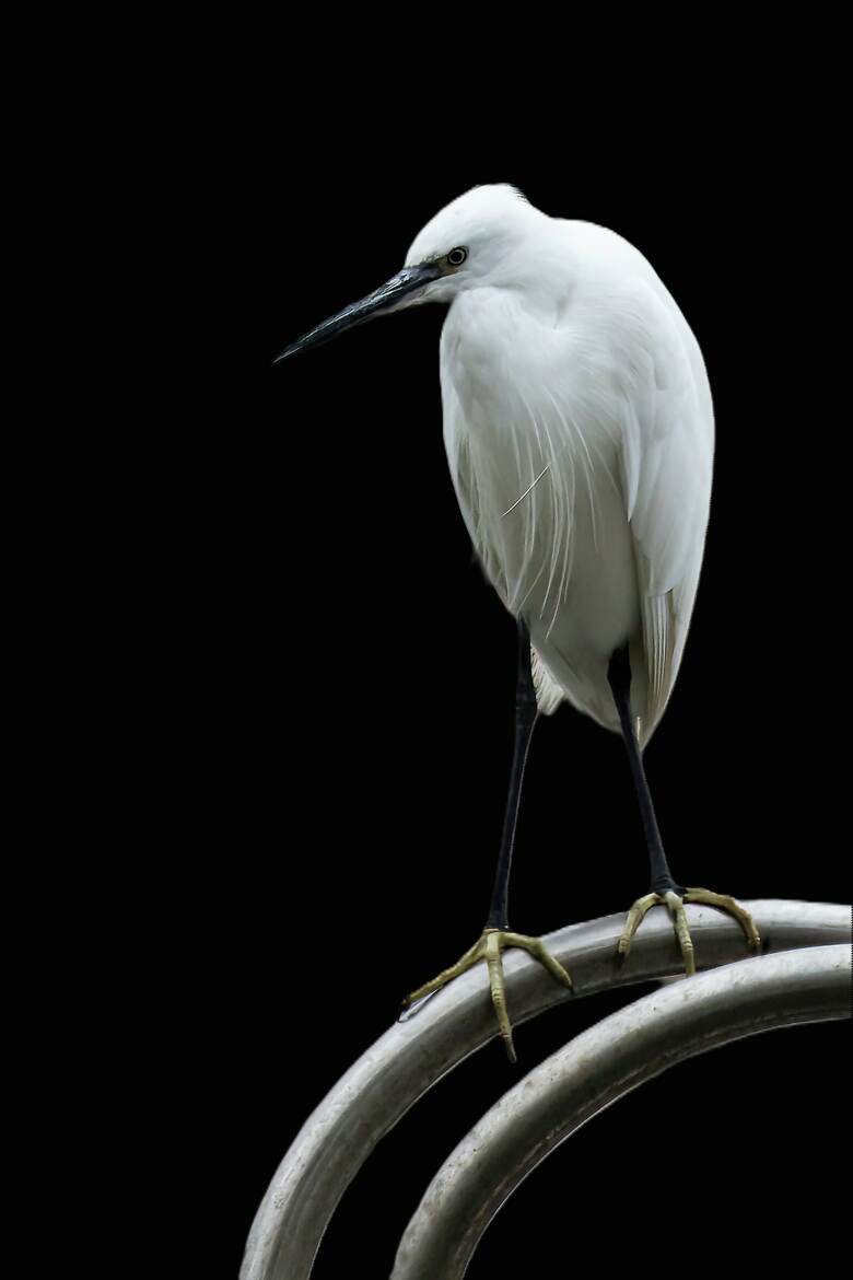 Portrait d'Aigrette