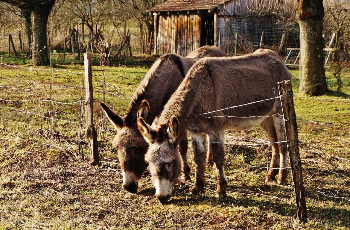 "L'herbe est toujours plus verte ailleurs"