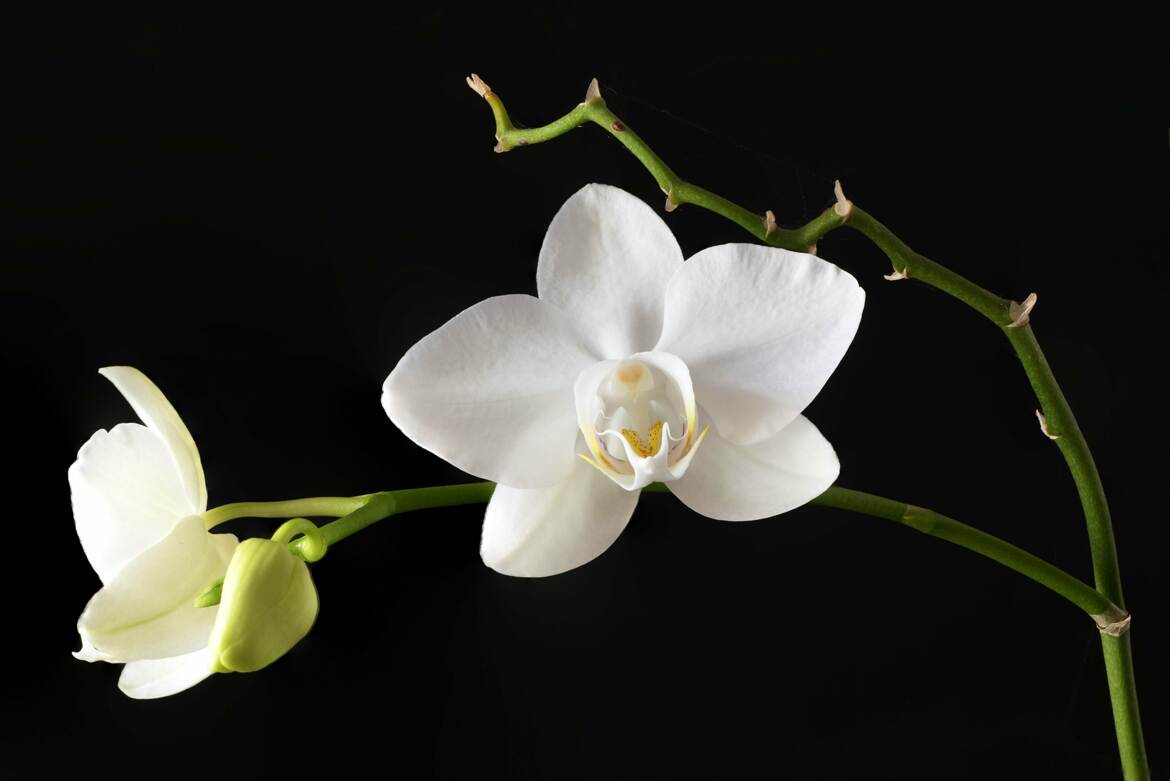 Pour le plaisir des yeux !!!!