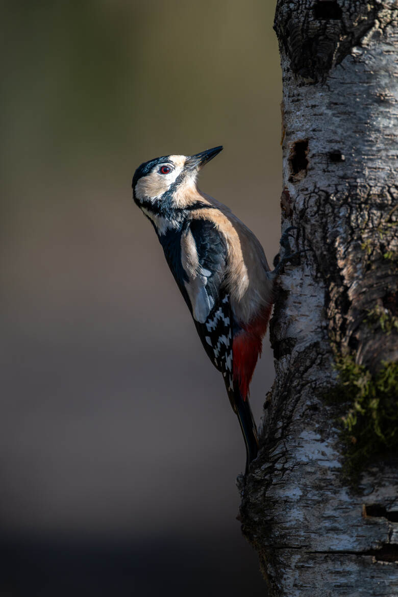 Mme Pic sous les projecteurs