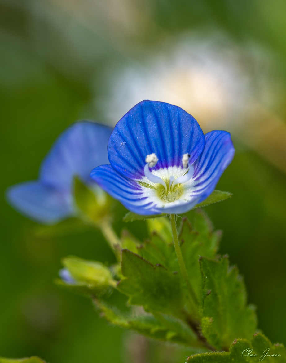 Fleur Bleue