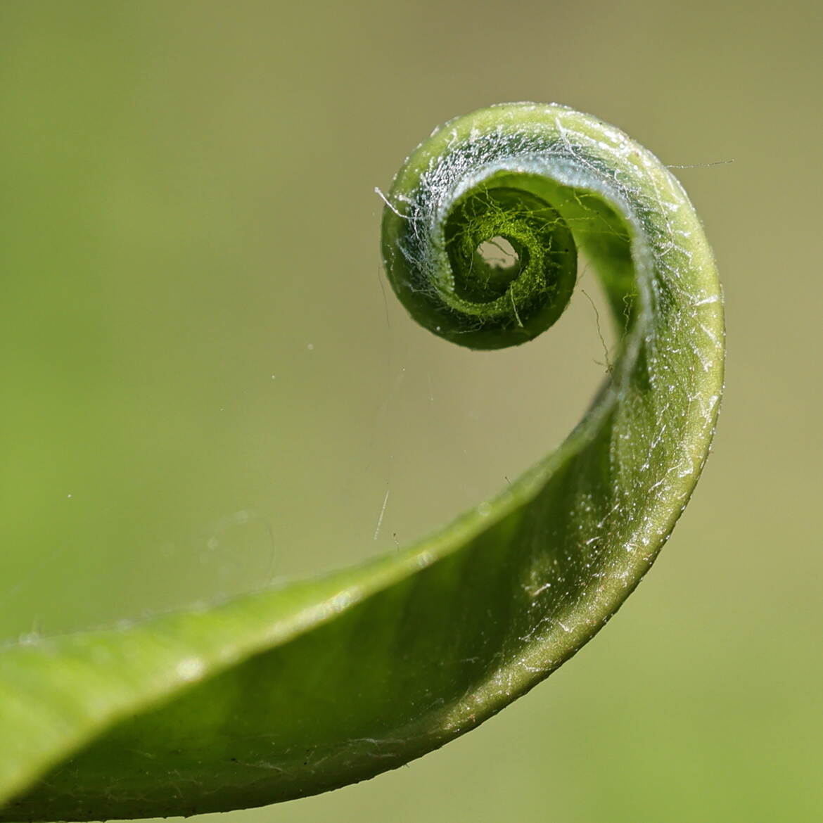 Spirale végétale