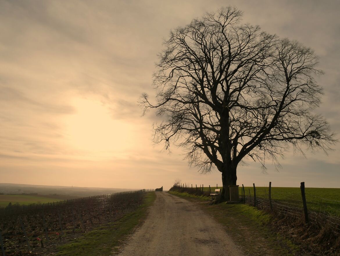 Arbre sur une colline