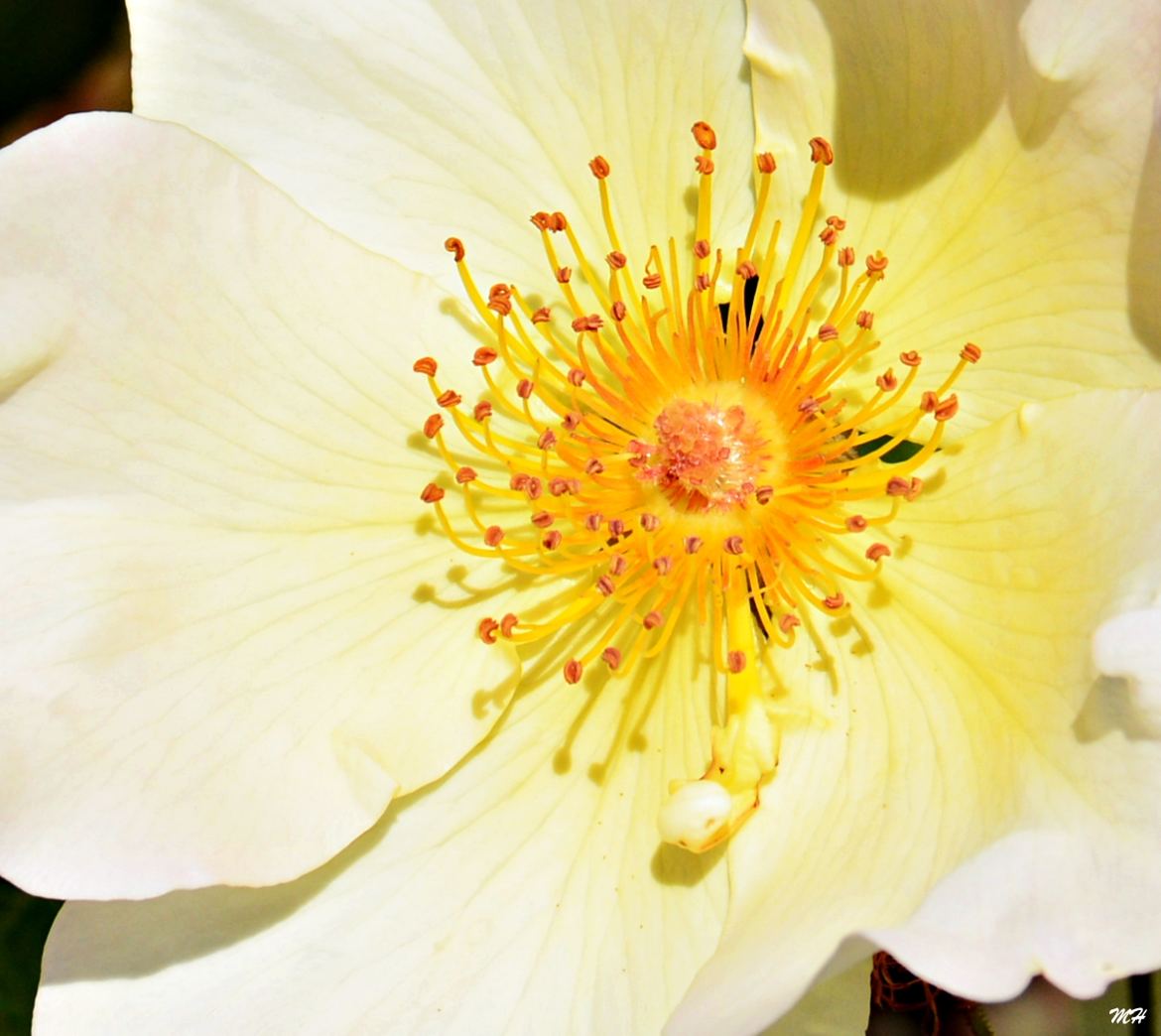 Coeur de rose églantine