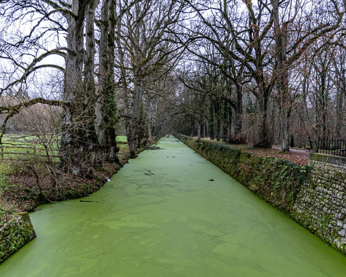 Canal vert