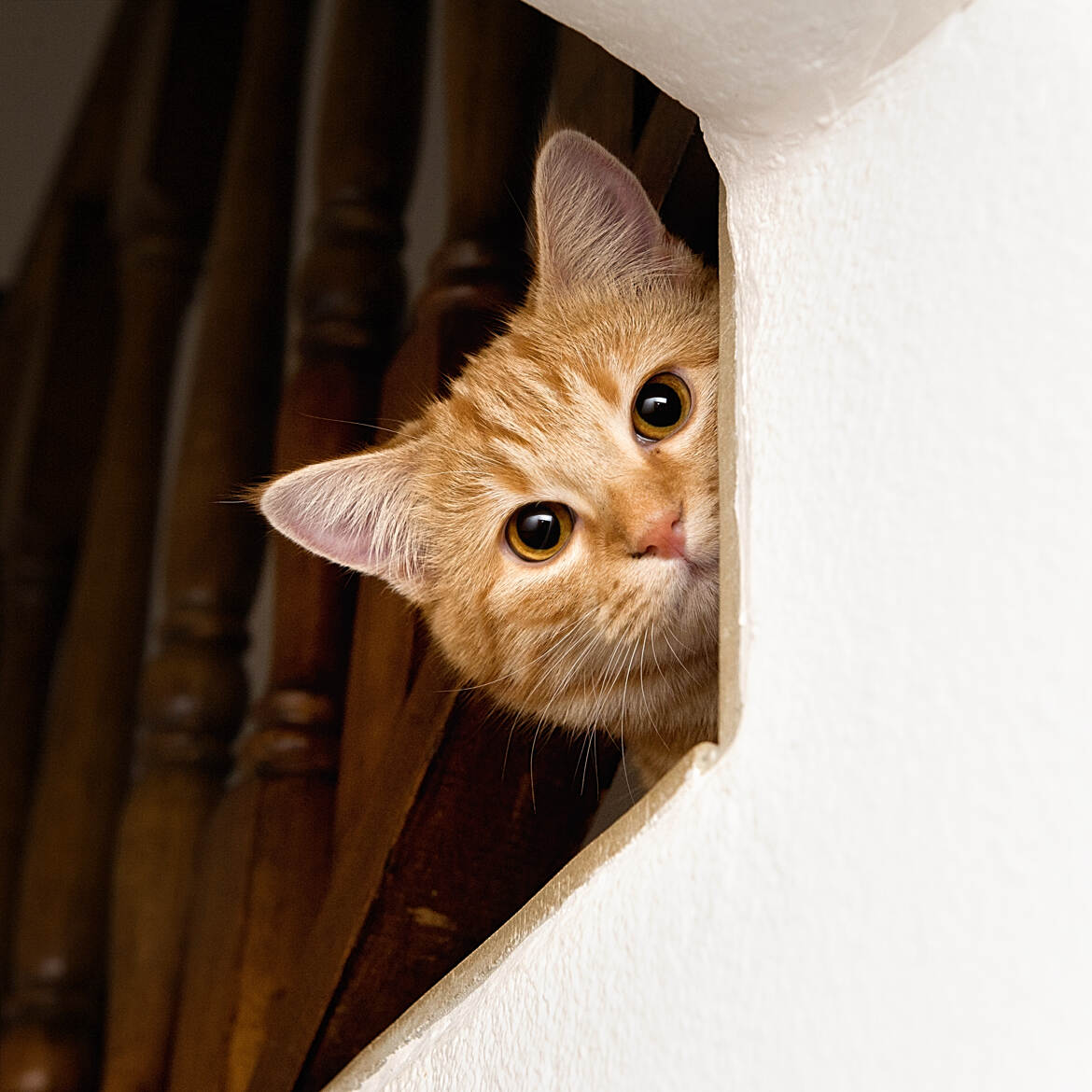 L'espion qui venait ... de l'escalier