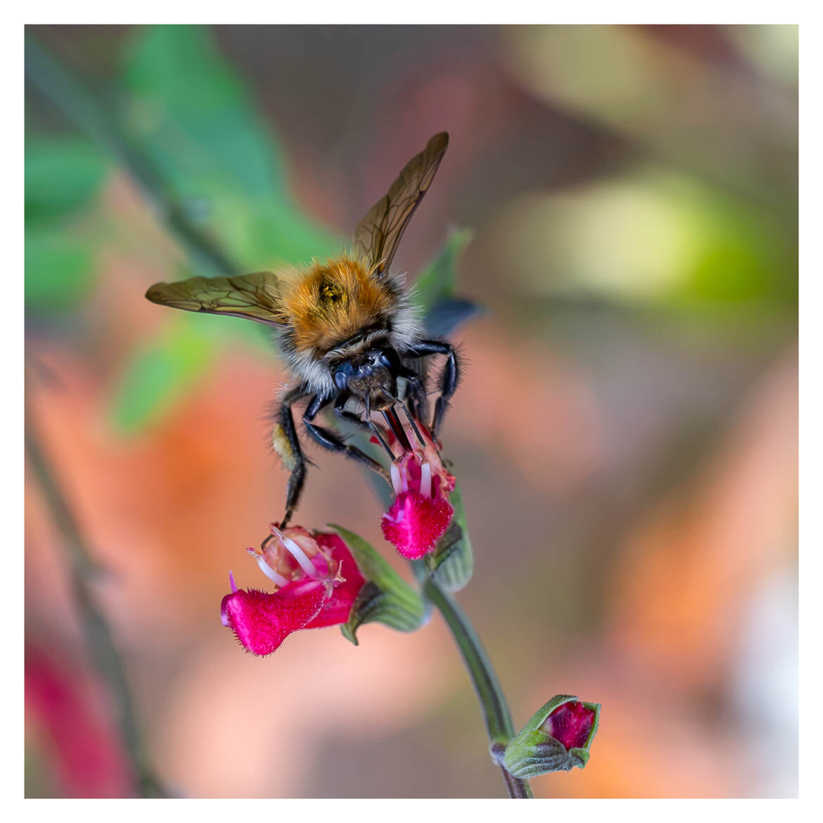 En train de butiner une fleur de sauge arbustive