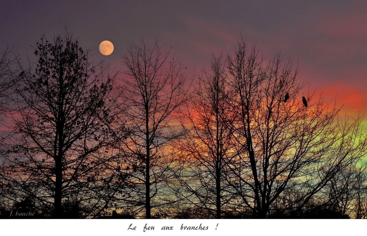 Feu aux branches !