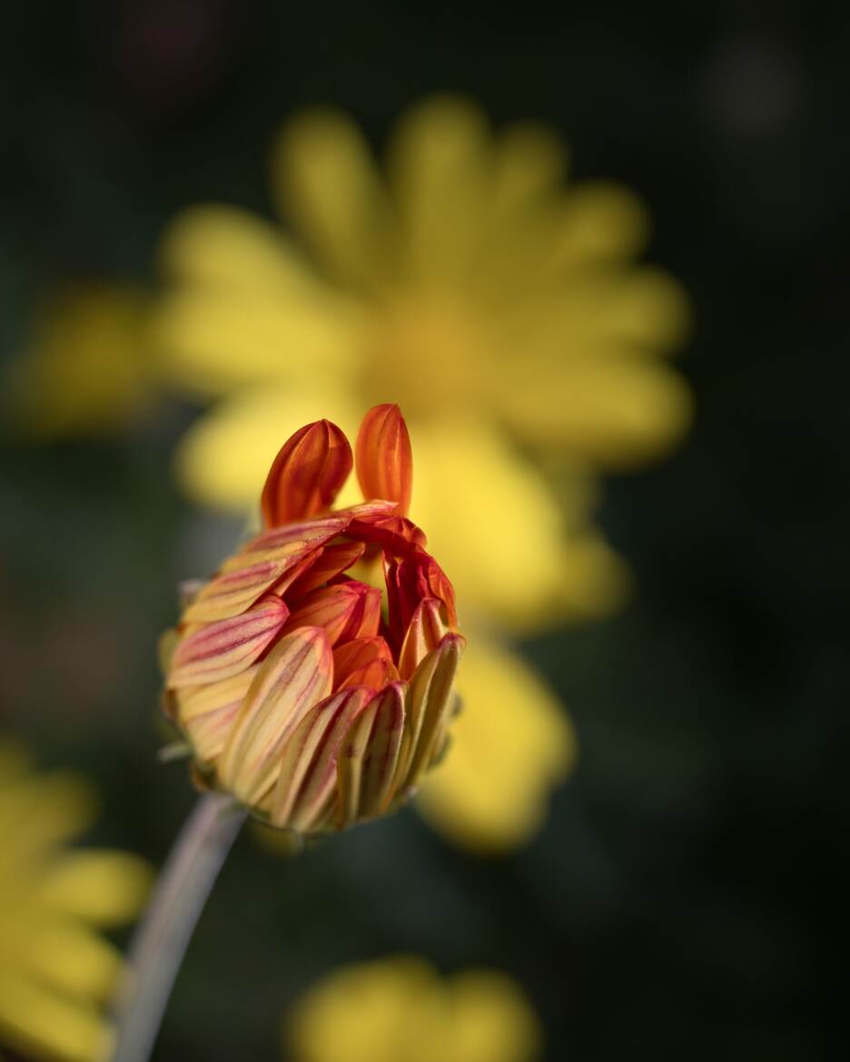 Flores lapinus