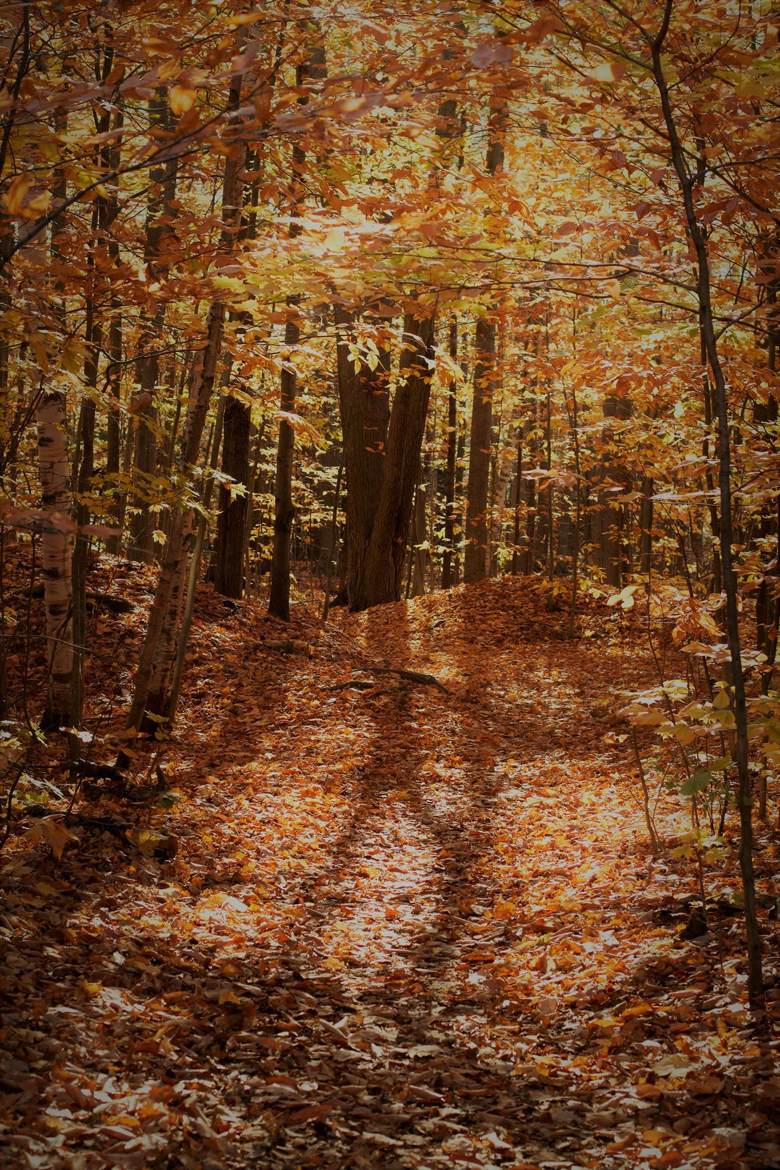 Automne au Québec