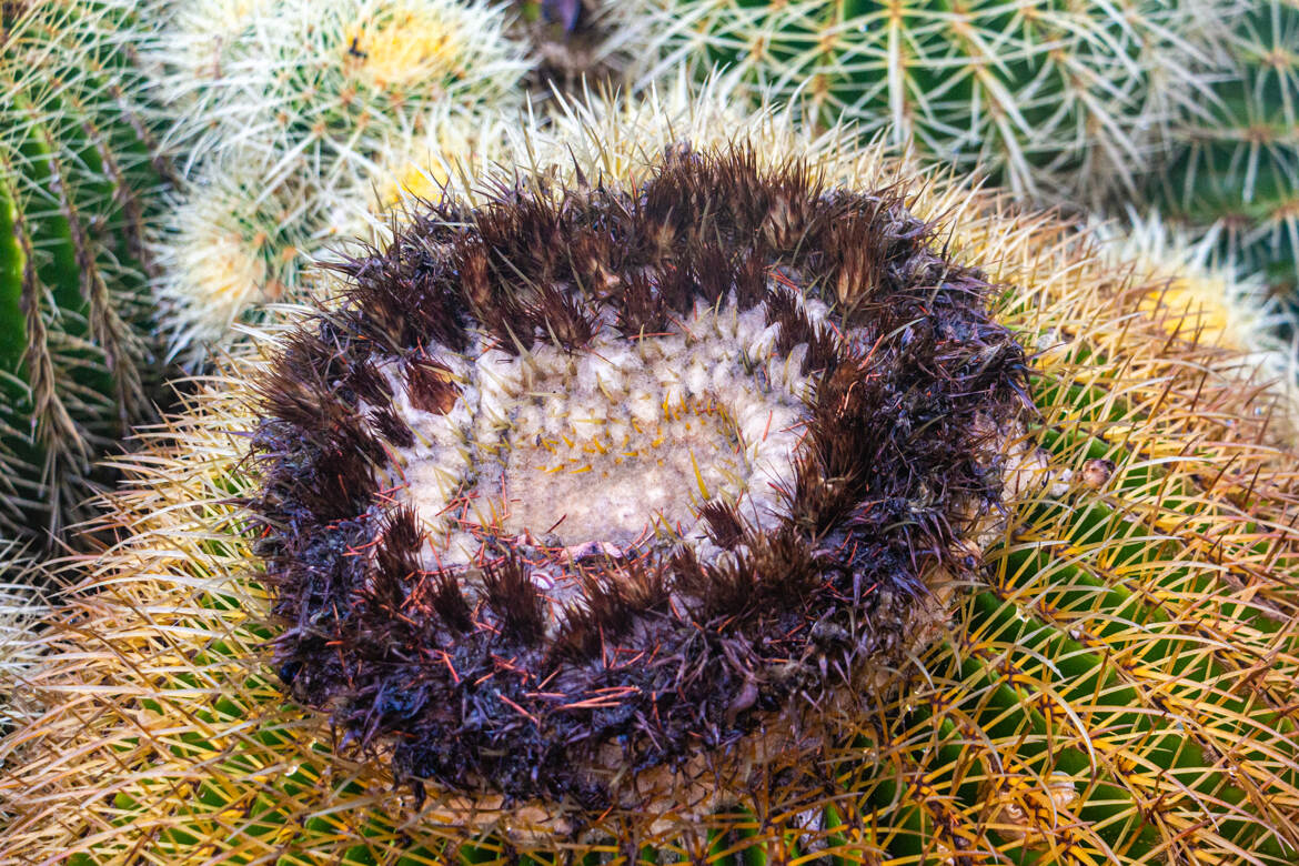 Kroenleinia grusonii