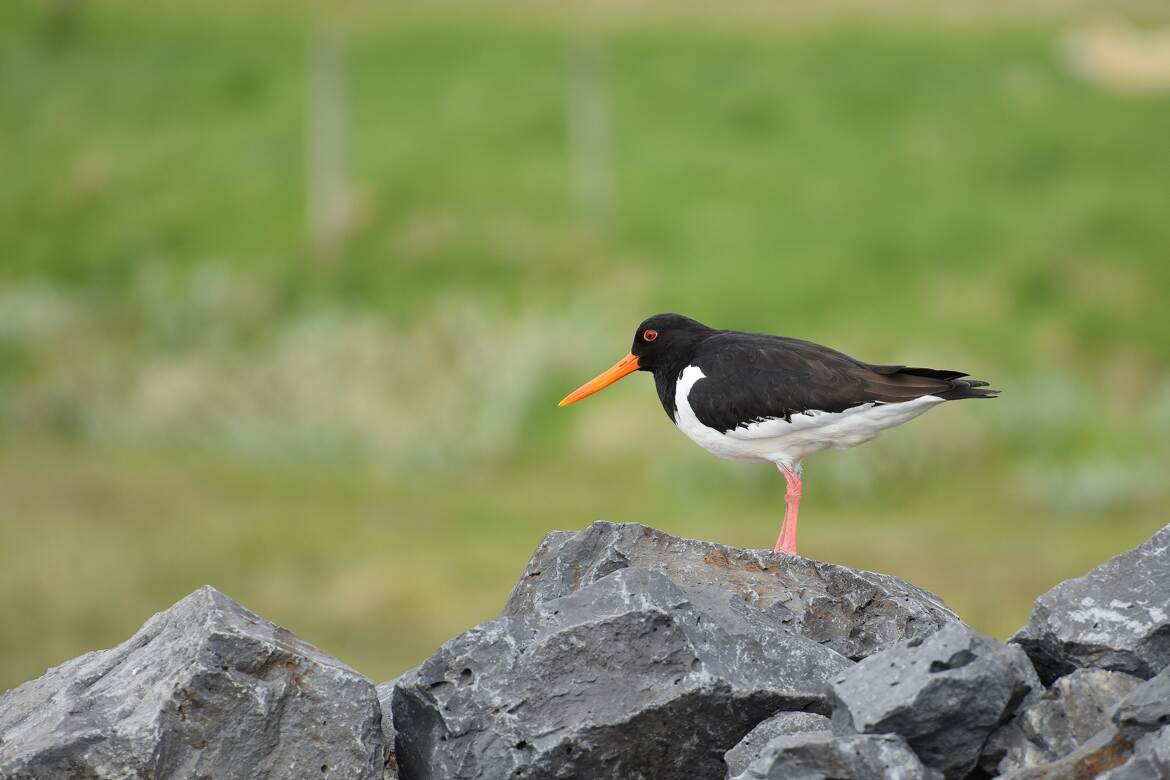 A bonne distance sur mon muret !