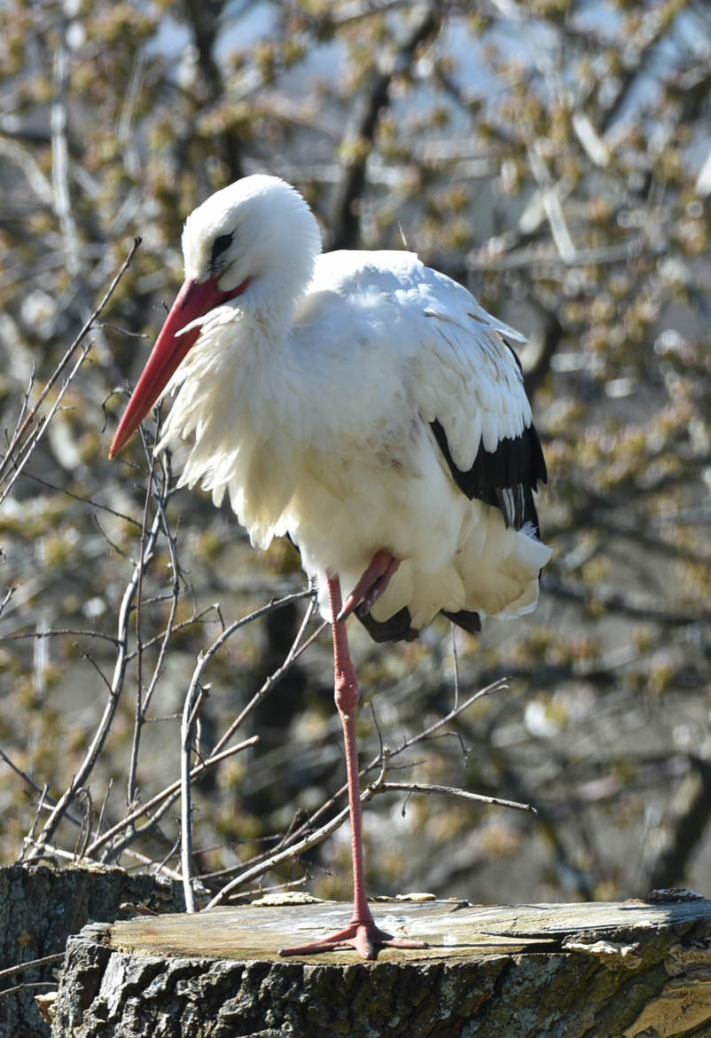 Cigogne