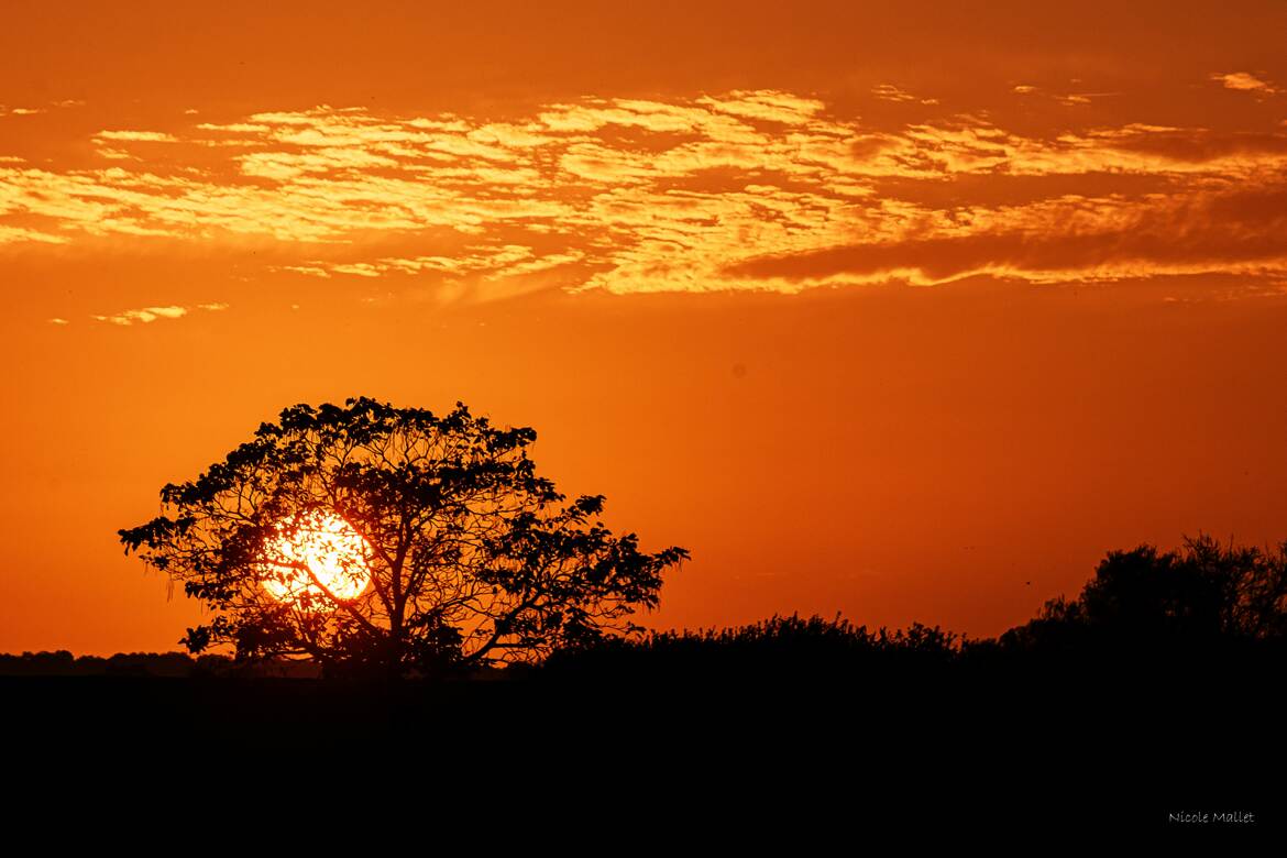 rencontre entre le soleil et l'arbre