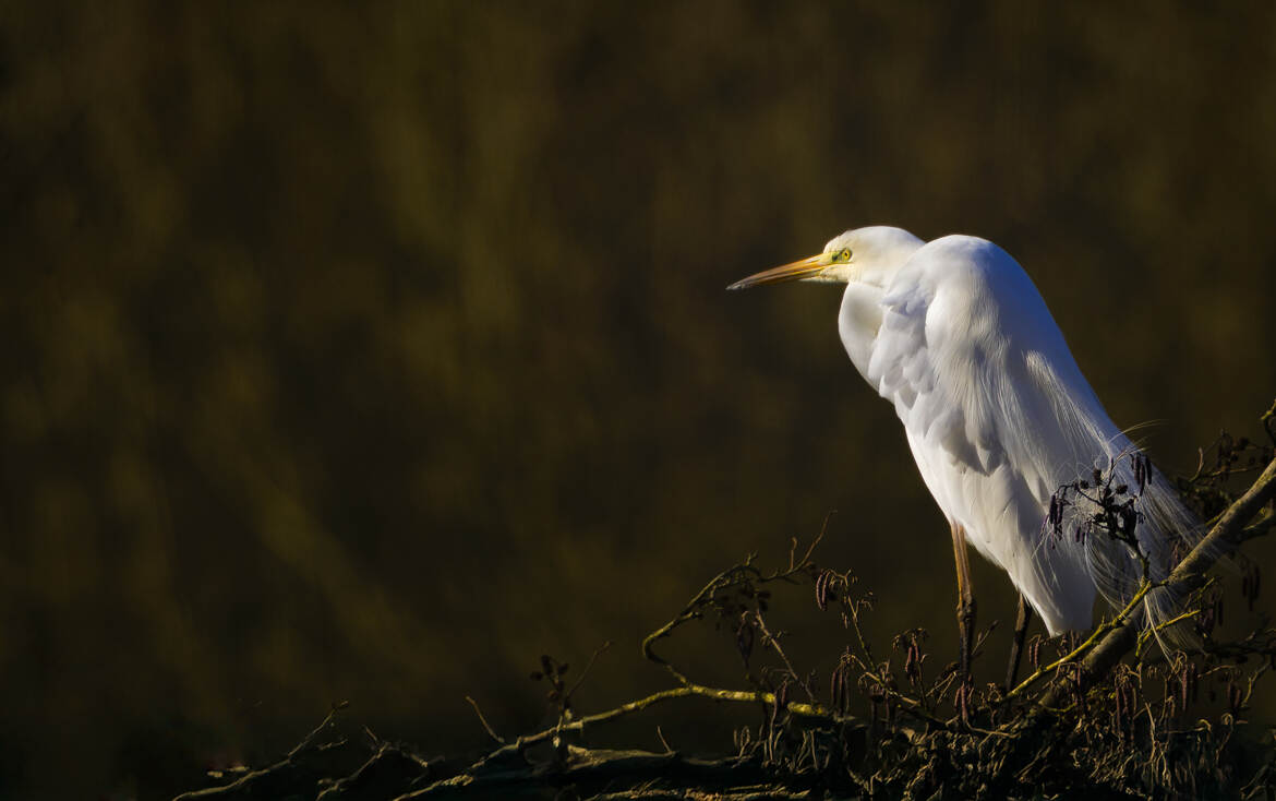 Sur mon arbre perché