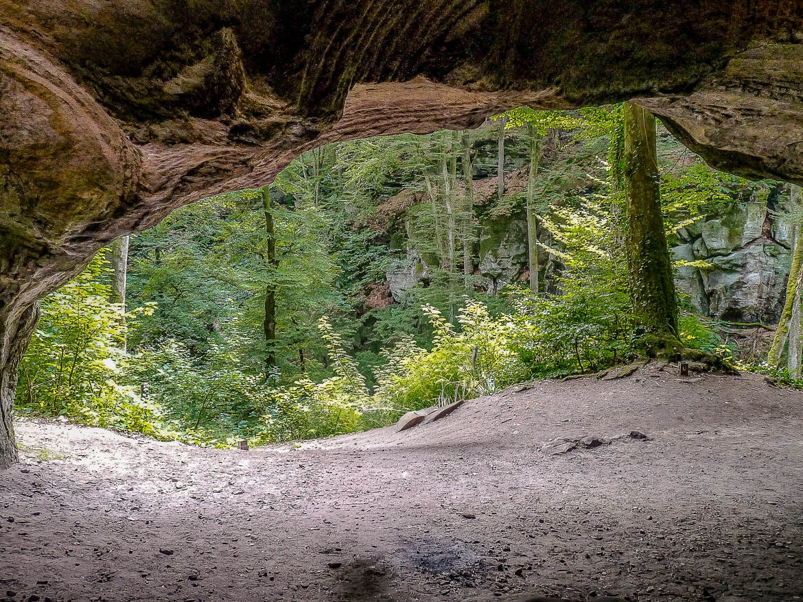 Belle découverte forestière