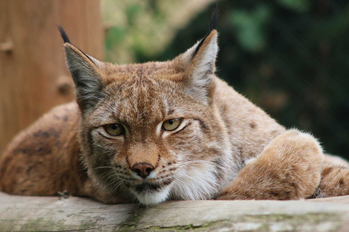 Lynx pour Lynx version femelle