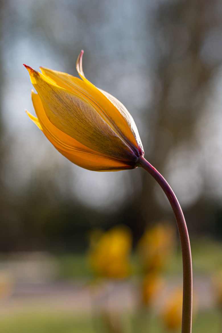 Tulipes des vignes 2021 (1)