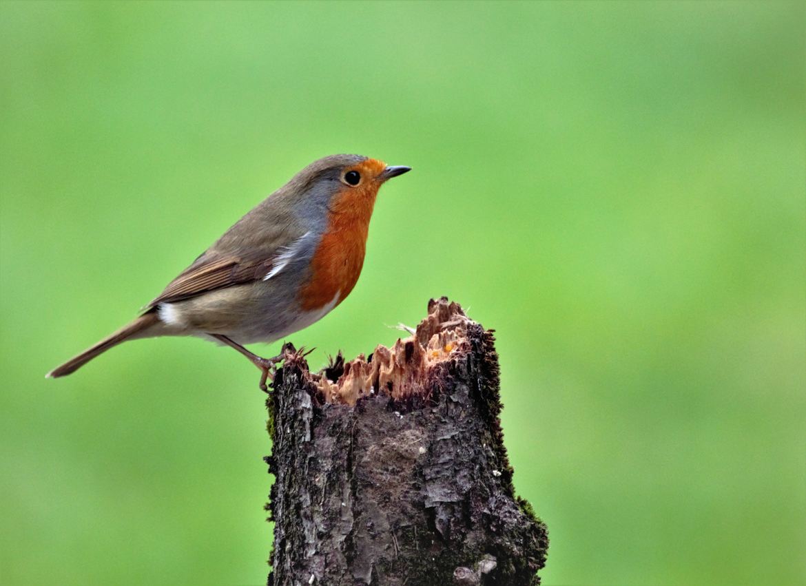 Rouge gorge