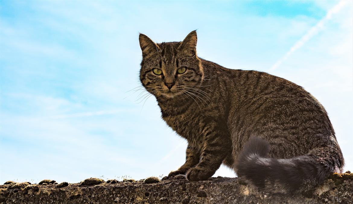 Sur un mur