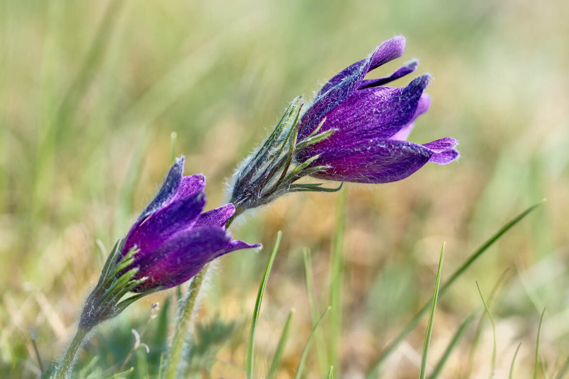 Anémones pulsatiles