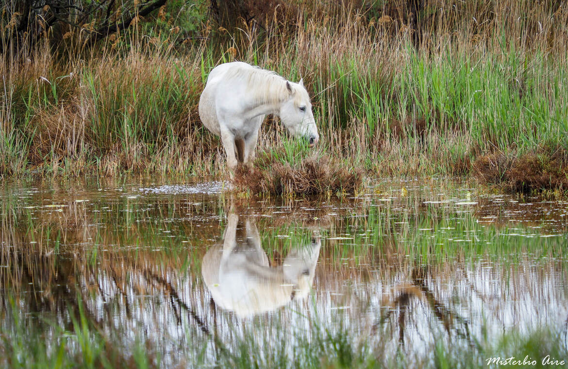 La Camargue