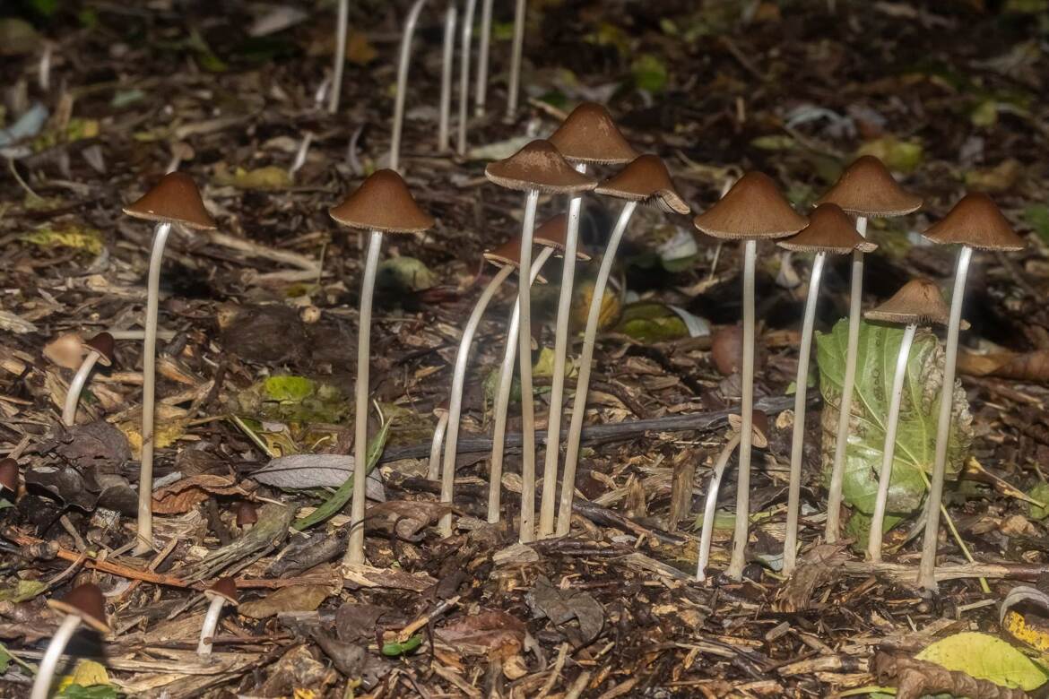 Sous-bois mycologique